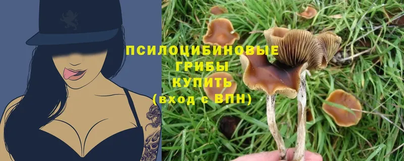 Псилоцибиновые грибы Magic Shrooms  omg   Андреаполь 